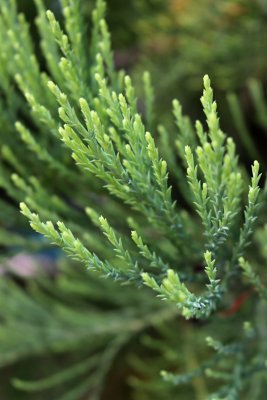 Sequoiadendron giganteum - sekvojovec obrovský - jehlice 7
